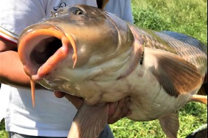 Карп весом 13.79 кг. Пойман на насадочный бойл Grandcarp КРЕВЕТКА-СПЕЦИИ
